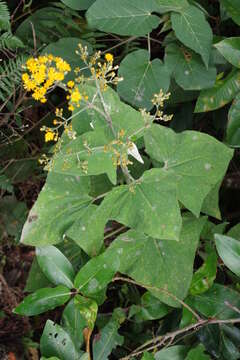 Image of Munnozia hastifolia (Poepp. & Endl.) H. Rob. & Brettell