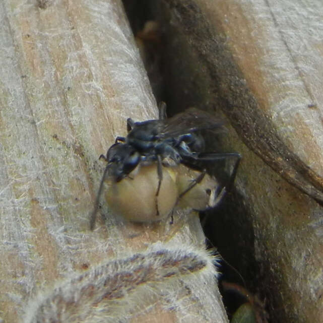 Image of Spider wasp