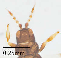 Imagem de Caliothrips marginipennis (Hood 1912)