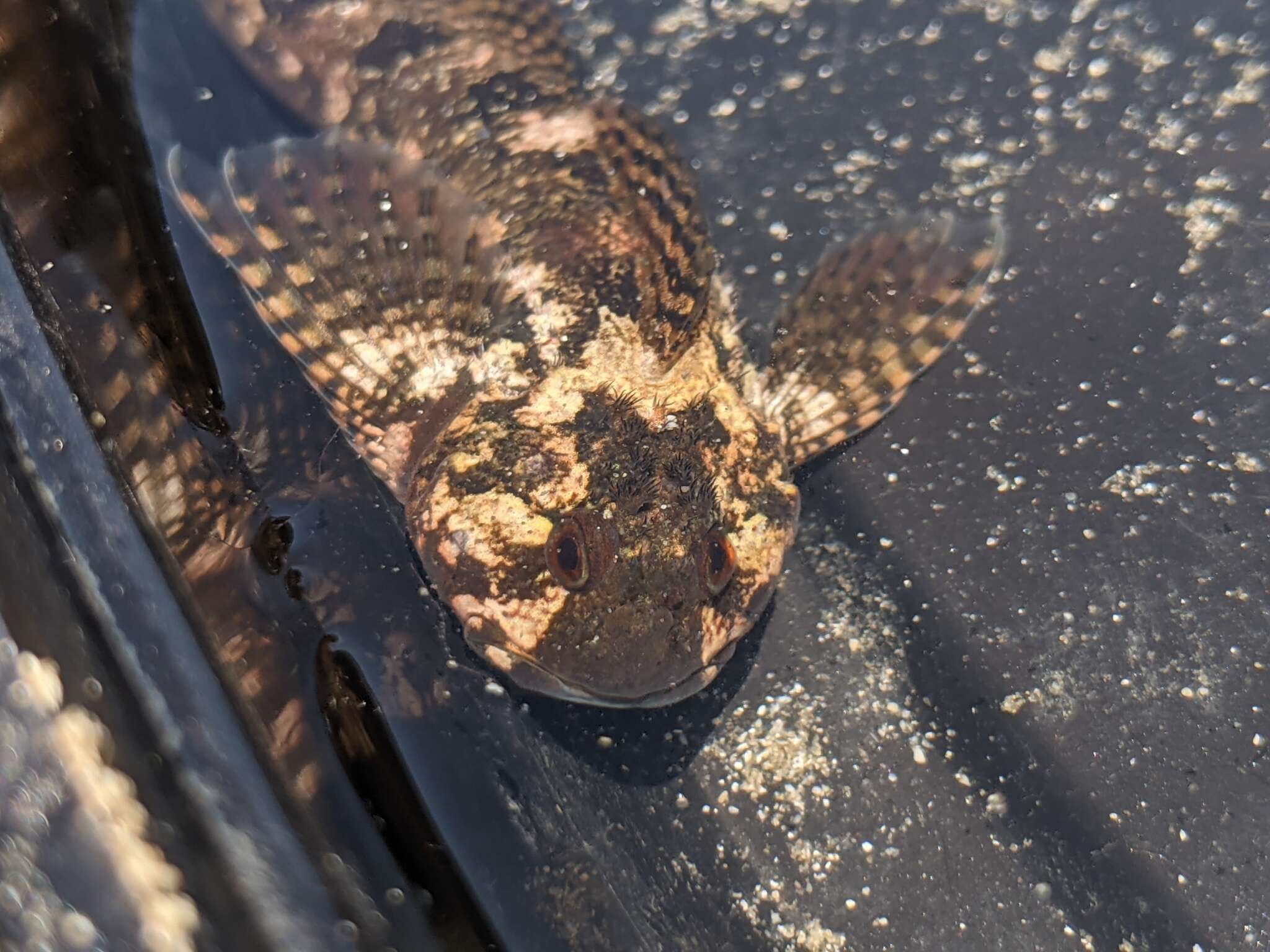 Image of Bald sculpin