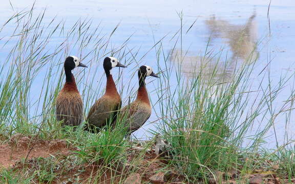 Image of White-faced Whistling Duck