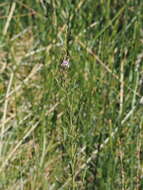 Image of arrowweed