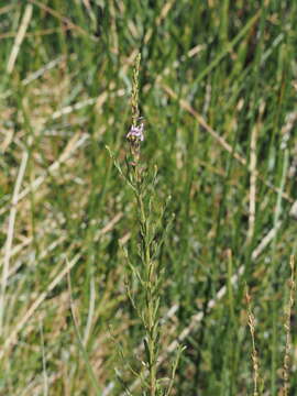 Image of arrowweed