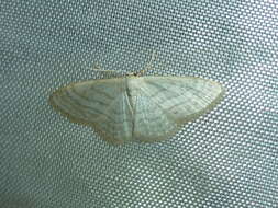 Imagem de Idaea subsericeata Haworth 1809