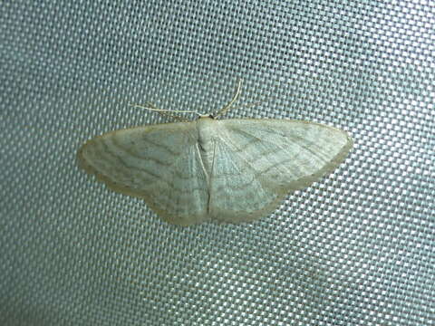 صورة Idaea subsericeata Haworth 1809