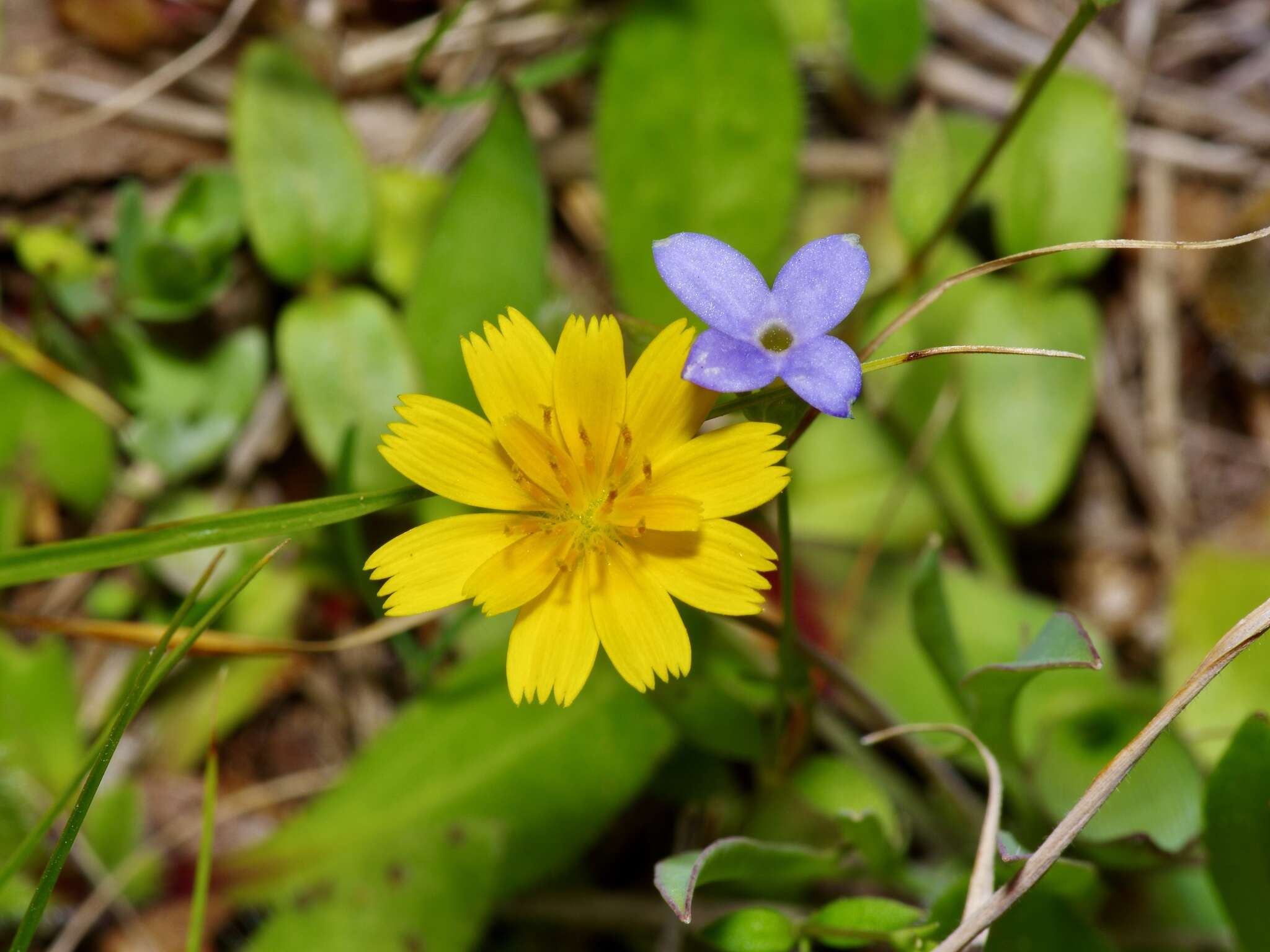 Image of western dwarfdandelion