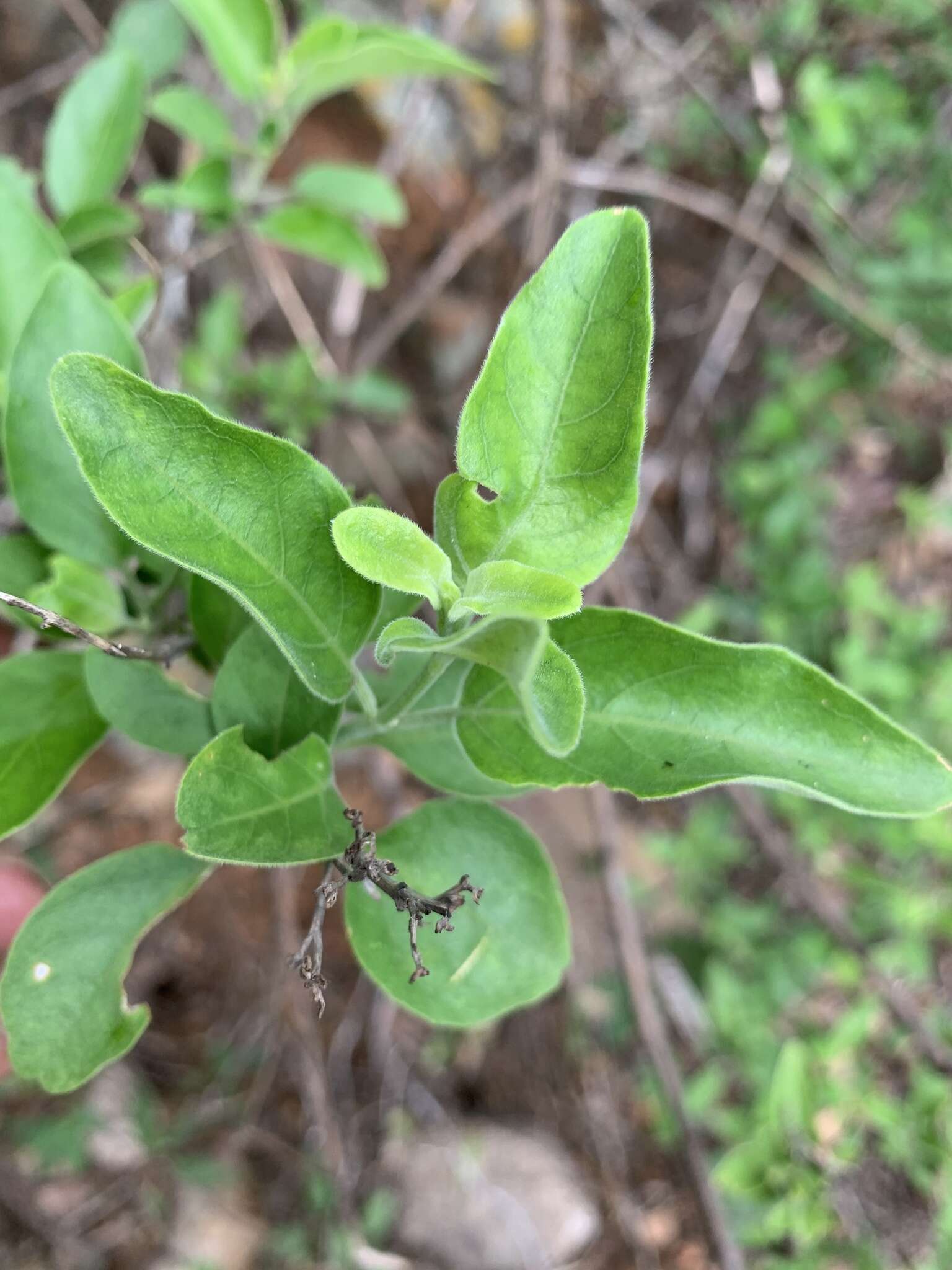 Image of Chorisochora transvaalensis (A. Meeuse) K. Vollesen