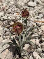 Image of Davidson's fritillary