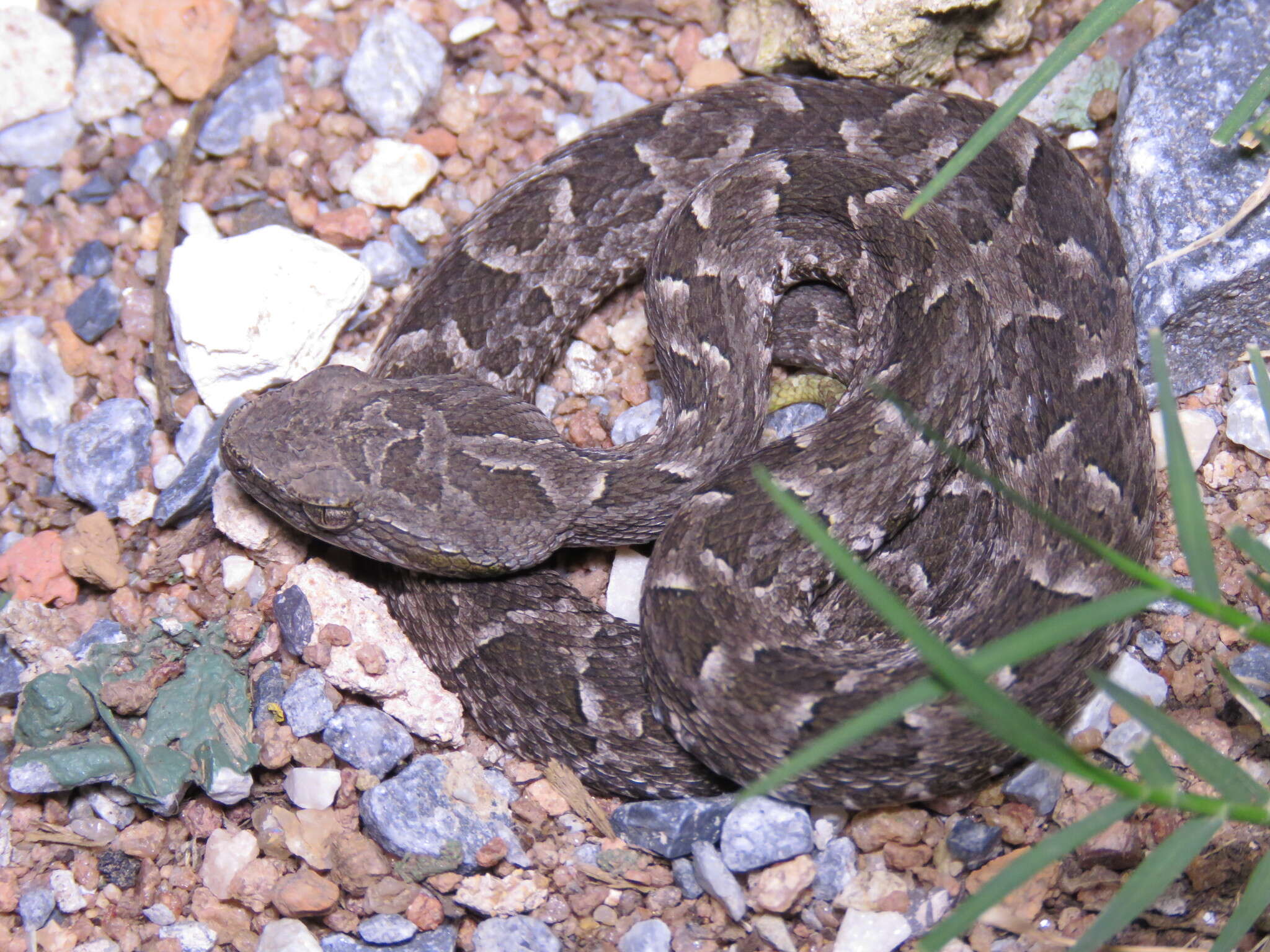 Bothrops pubescens (Cope 1870) resmi