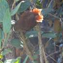 Image of Sepia-brown Wren