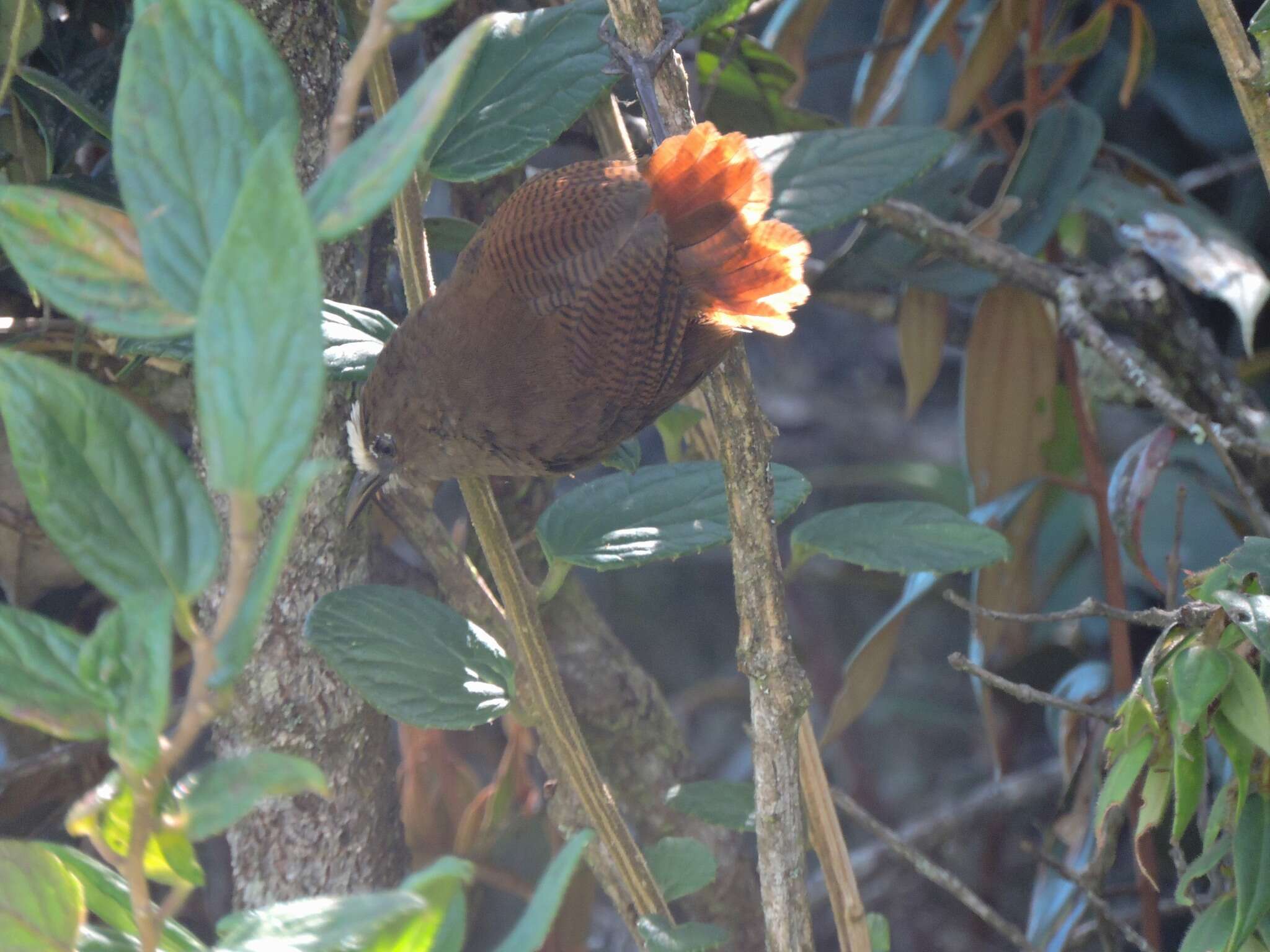 Image of Sepia-brown Wren