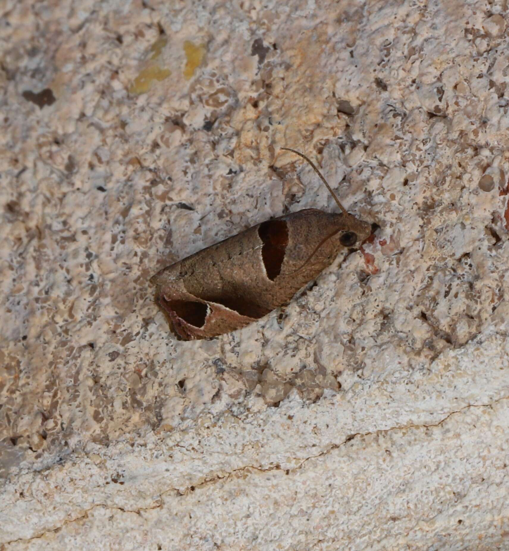 Image of Sorolopha cyclotoma Lower 1901