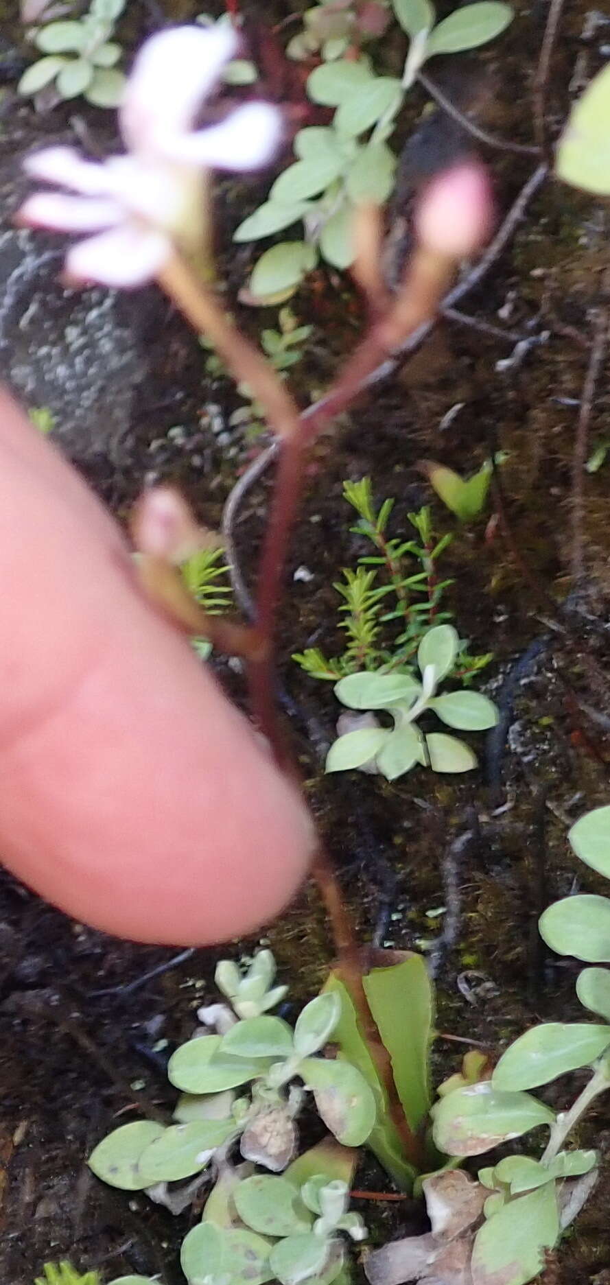 Image of Disa sagittalis (L. fil.) Sw.