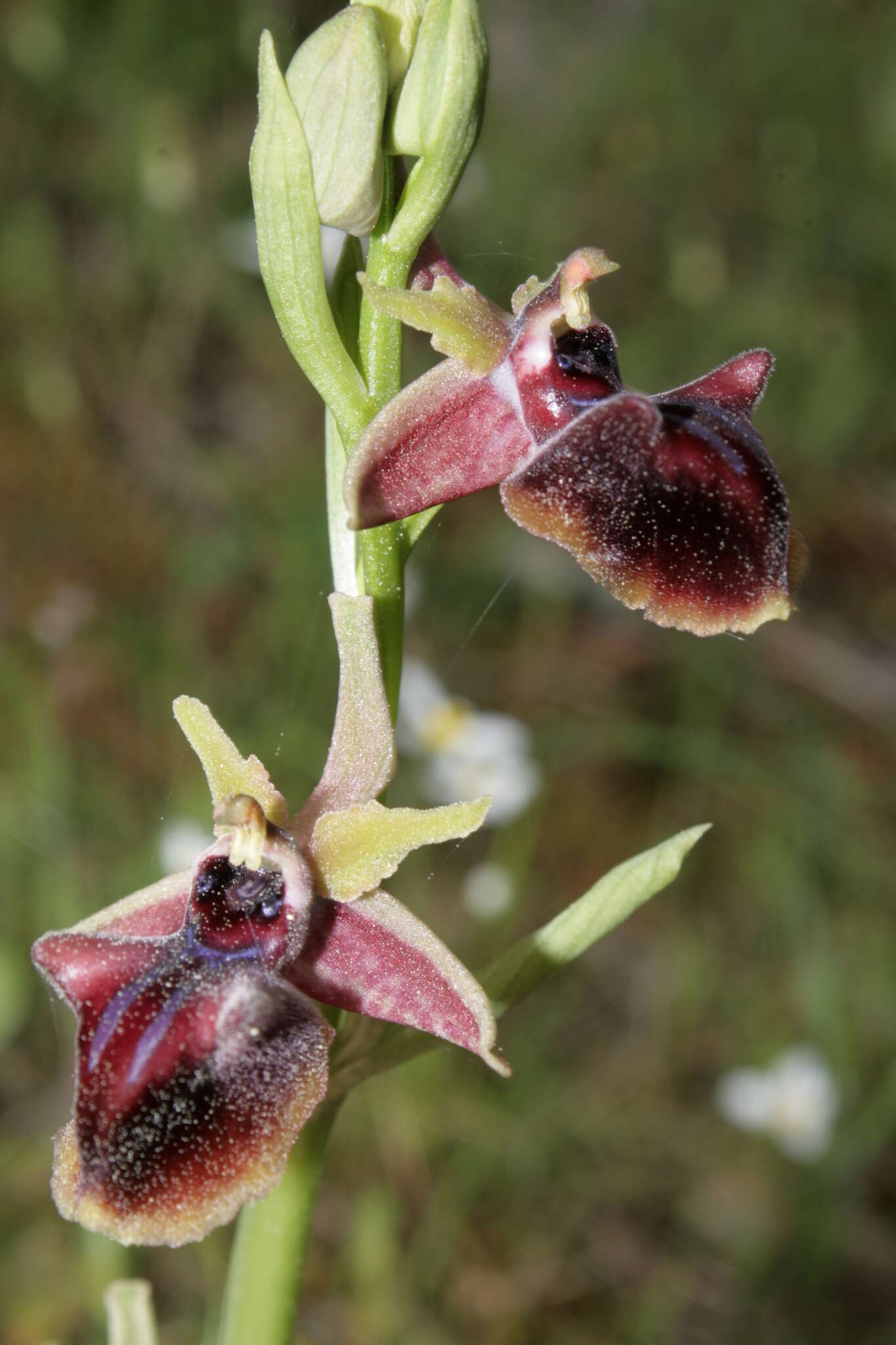 Image of Ophrys sphegodes subsp. mammosa (Desf.) Soó ex E. Nelson