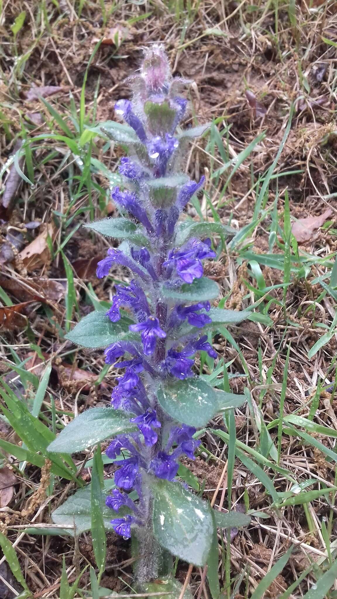 Image of Ajuga multiflora Bunge