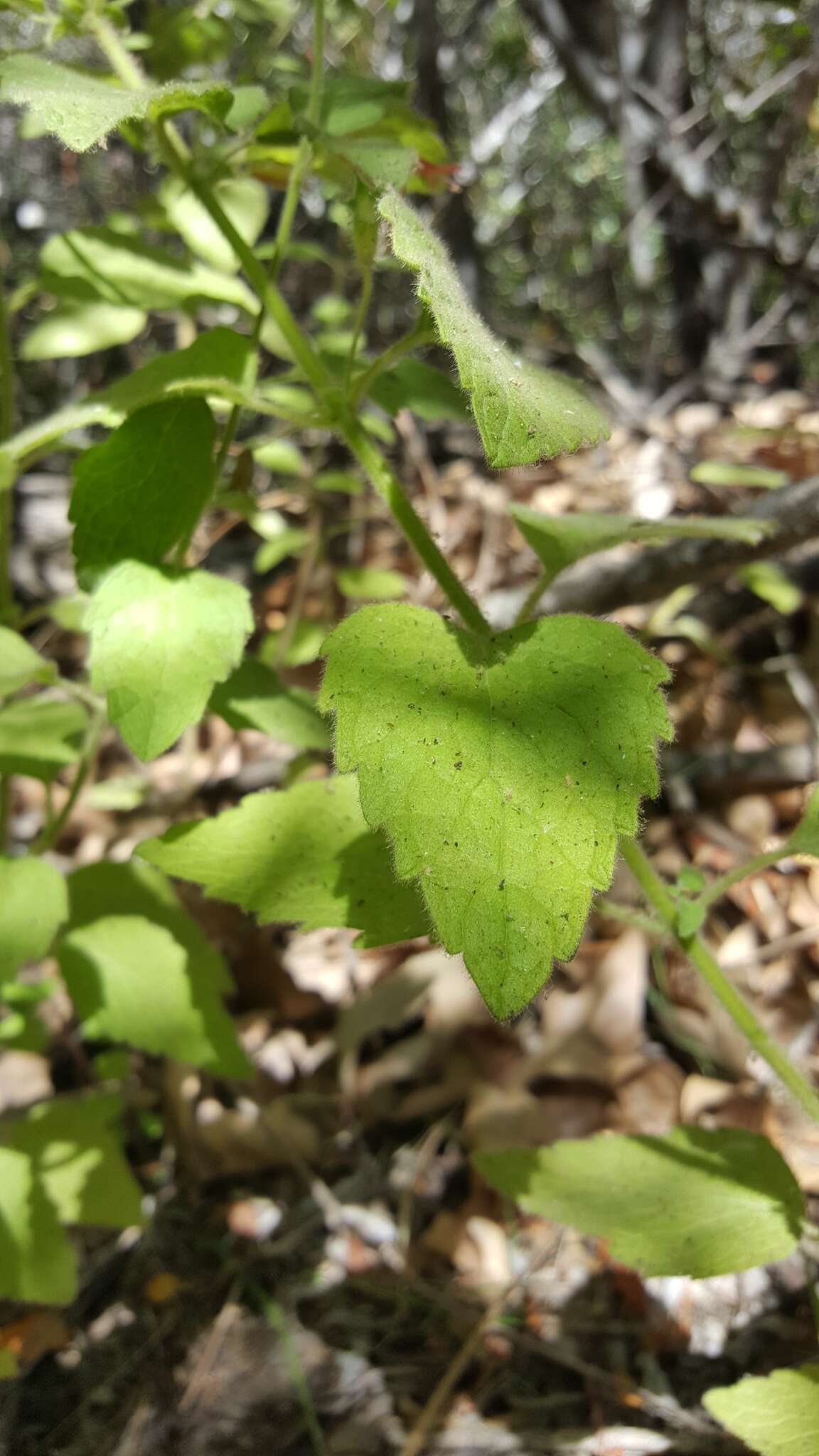 Image of monkeyflower savory