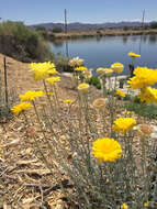 Image of desert marigold