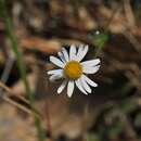 Image de Brachyscome microcarpa F. Müll.