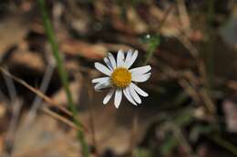 Слика од Brachyscome microcarpa F. Müll.