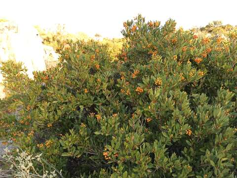 Heteromeles arbutifolia var. cerina (Jeps.) E. Murray的圖片