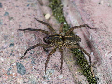 Image of Spider