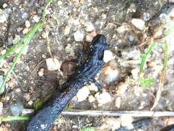 Image of Gabilan Mountains Slender Salamander