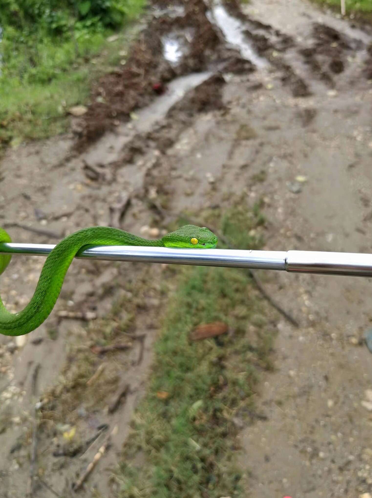 Image of Trimeresurus caudornatus