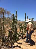 Image of senita cactus