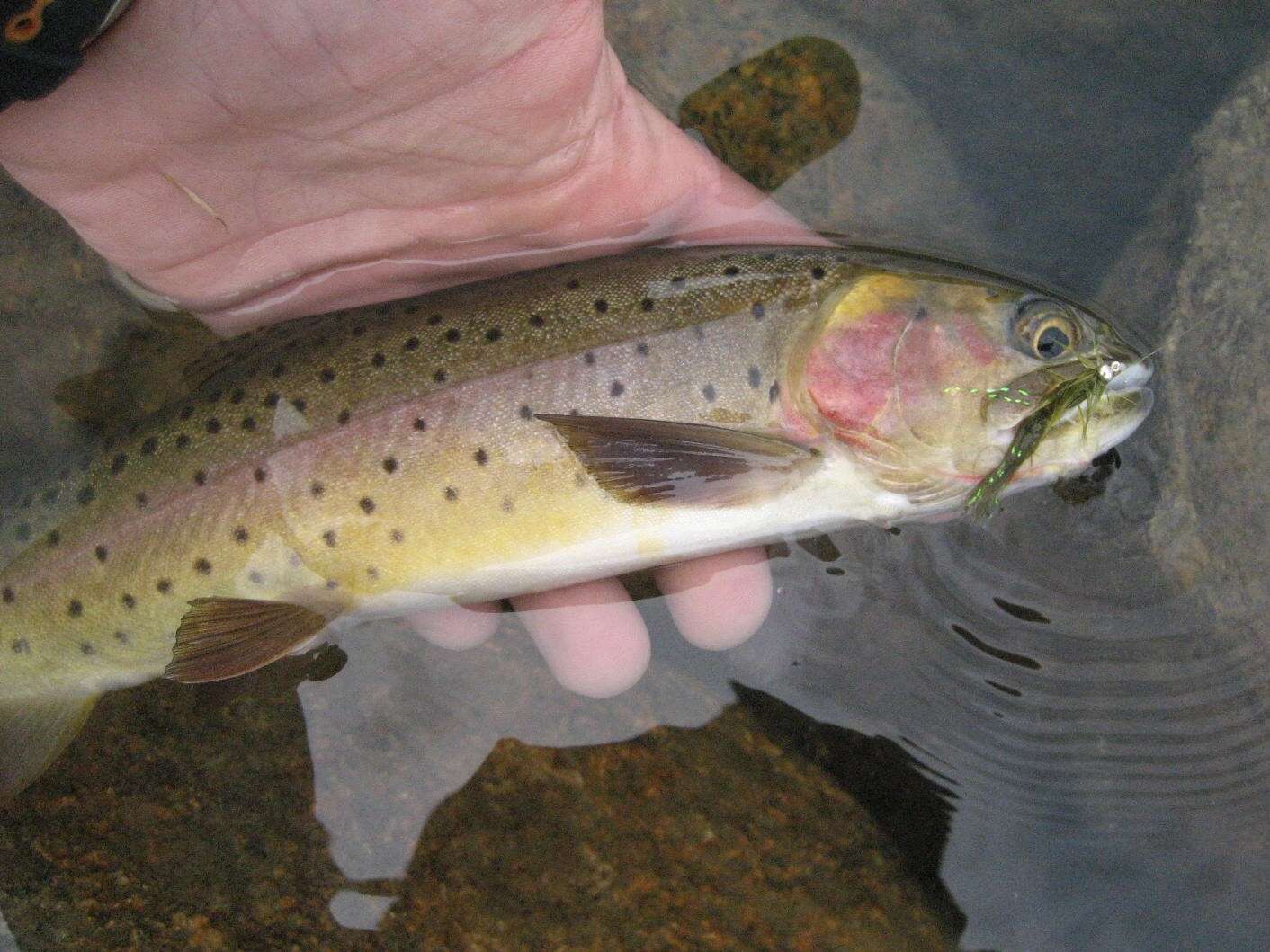 Image of Oncorhynchus clarkii pleuriticus (Cope 1872)