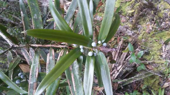 Image of Podocarpus madagascariensis Baker