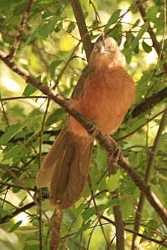 Image of Rufous Chatterer