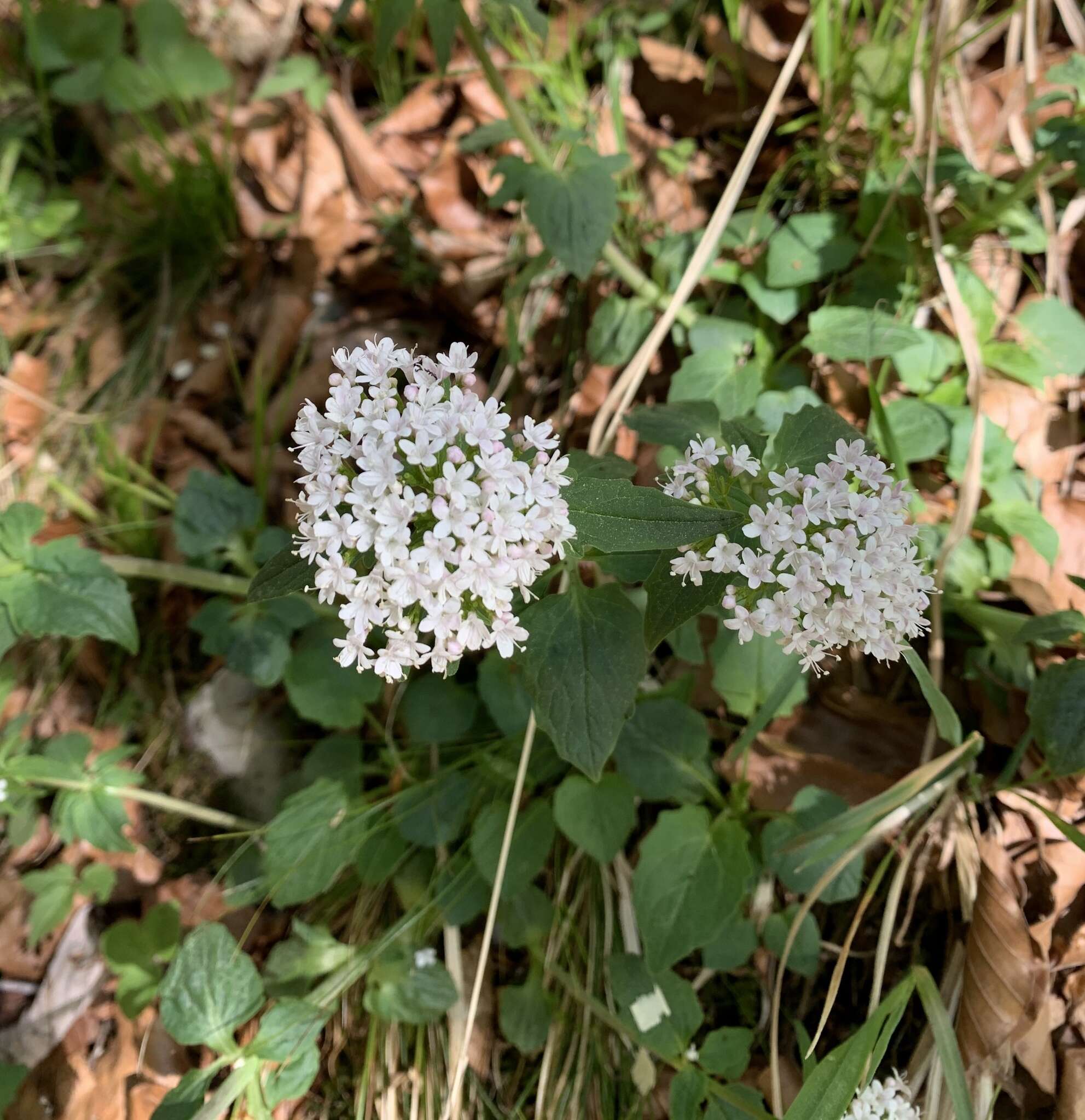 Image of <i>Valeriana tripteris</i>