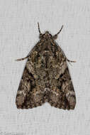Image of Little Nymph Underwing