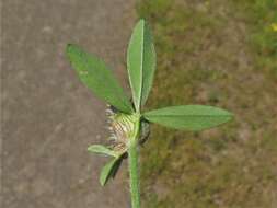 Image of knotted clover