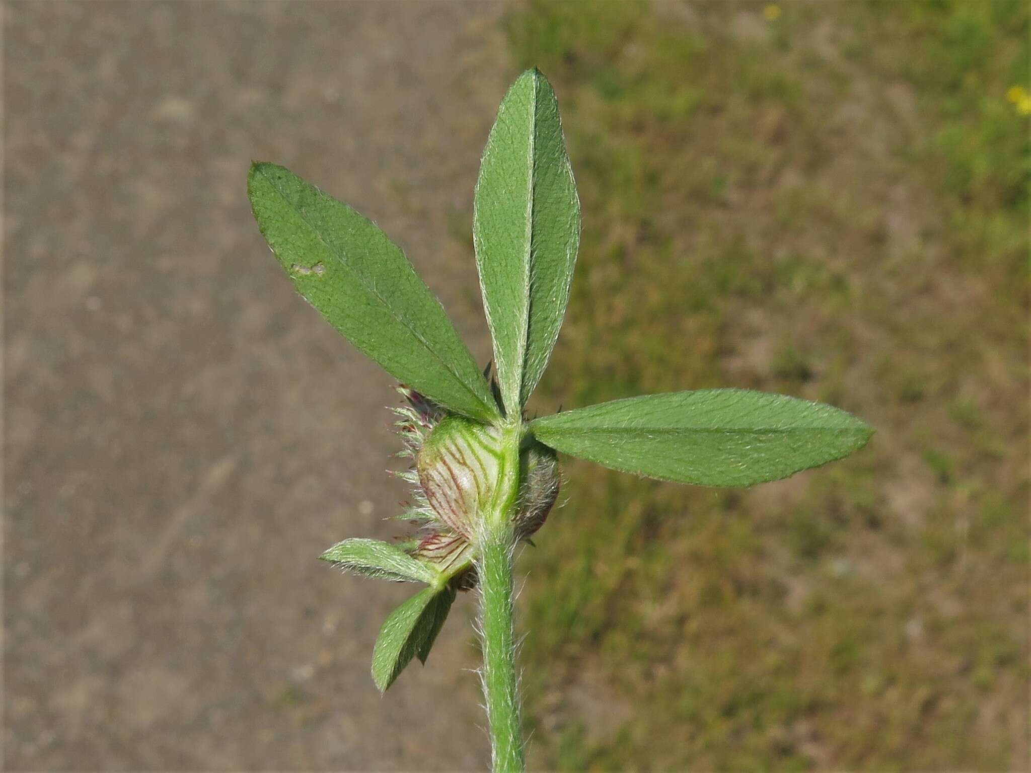 Image of knotted clover