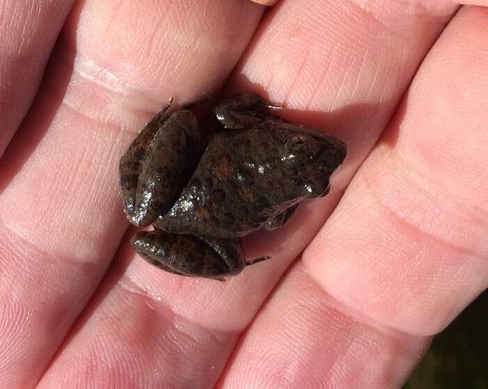 Image of Natal Dwarf Puddle Frog