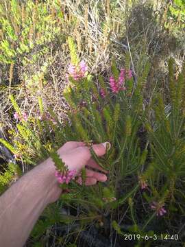 Image of Erica abietina subsp. constantiana E. G. H. Oliv. & I. M. Oliv.