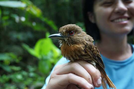 Image of White-whiskered Puffbird