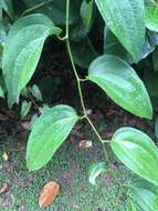 Image of Smilax setosa Miq.