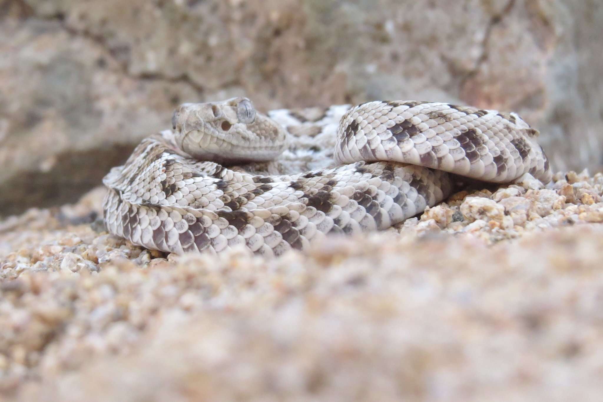 Image of Santa Catalina Island Rattlesnake