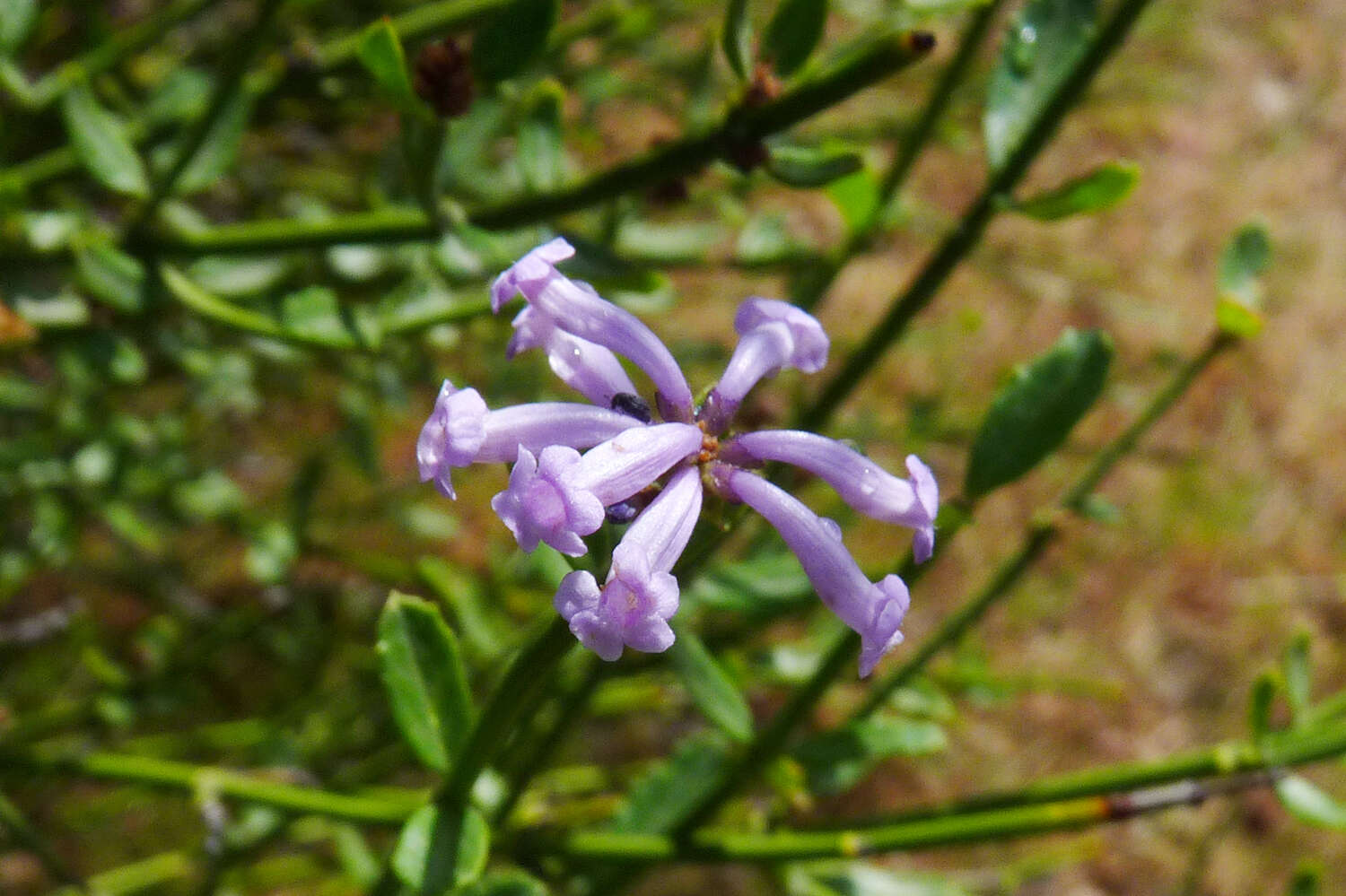 Image of Dipyrena juncea (Gillies & Hook.) Ravenna