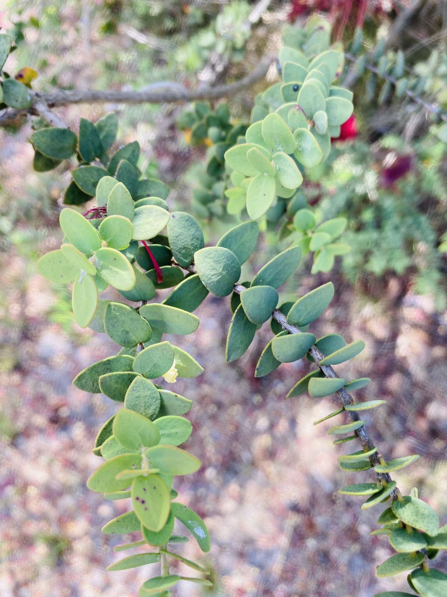 Image of Melaleuca elliptica Labill.