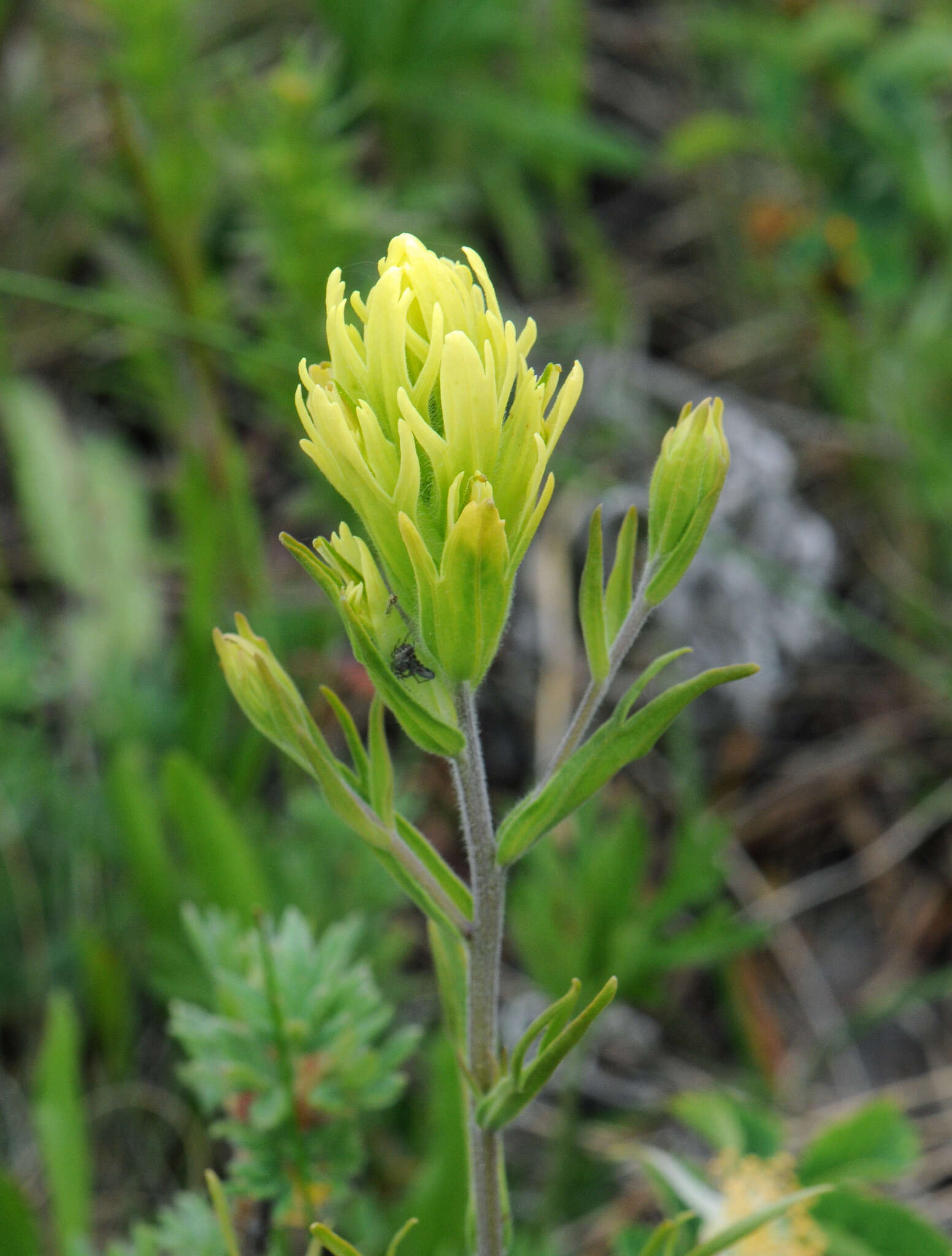 Image of stiff yellow Indian paintbrush