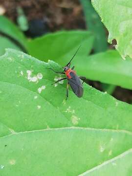 Prepops latipennis (Stal 1862)的圖片