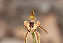 Image of Thick-lipped spider-orchid