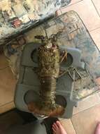 Image of Scalloped Spiny Lobster