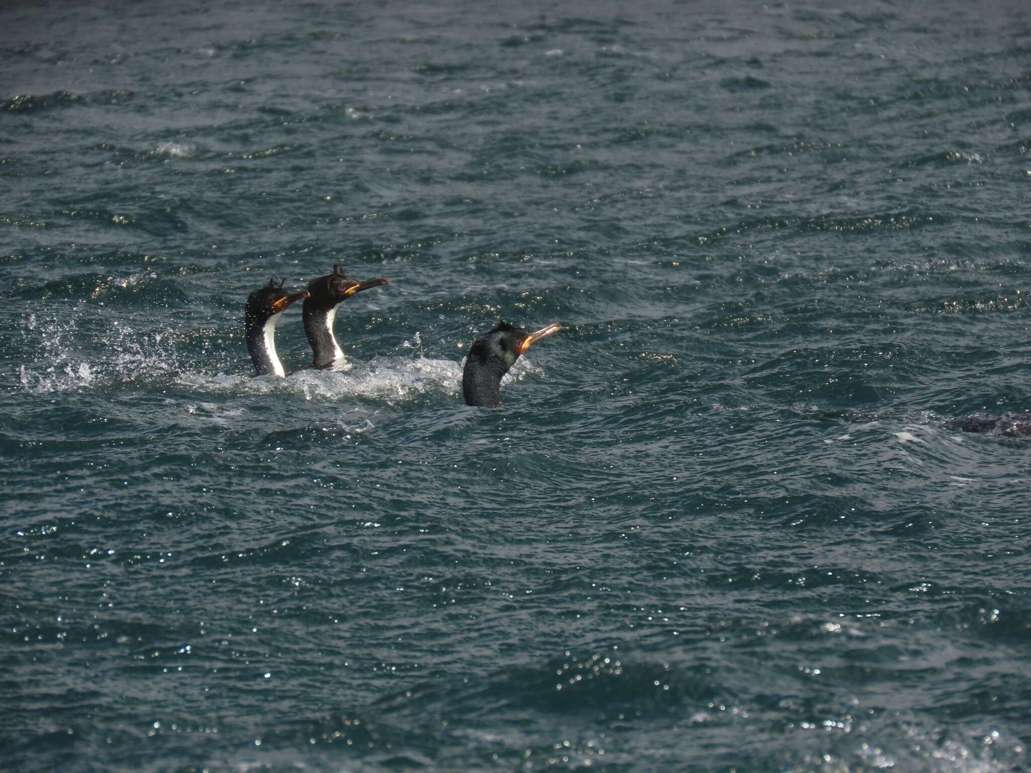 Image of Auckland Shag