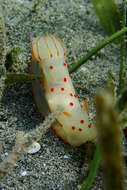 Image of Red spotted transluscent slug