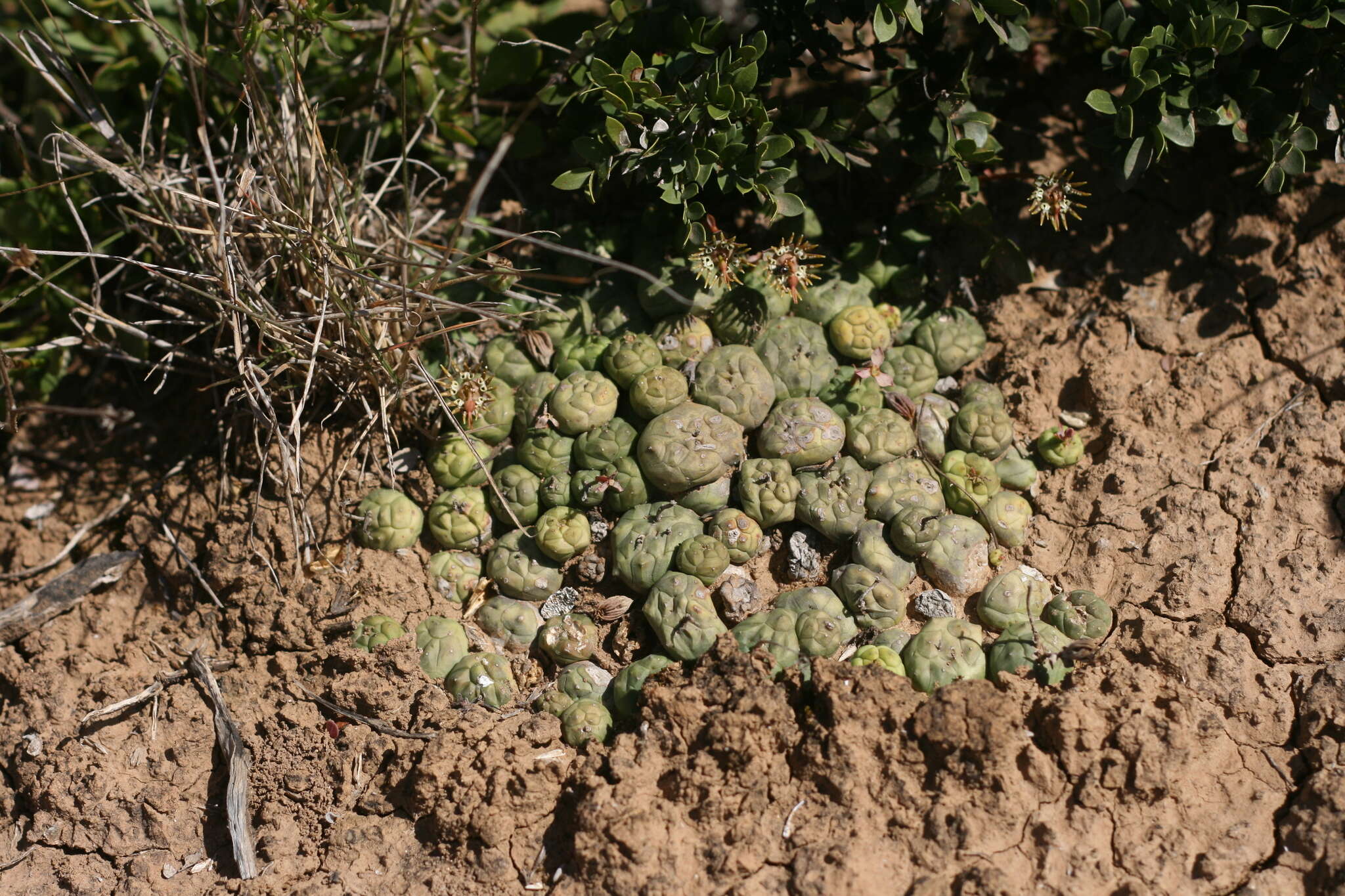 Image of Globose Euphorbia