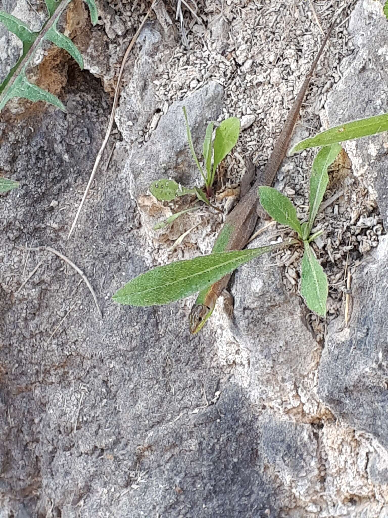 Image of Dalmatian Wall Lizard